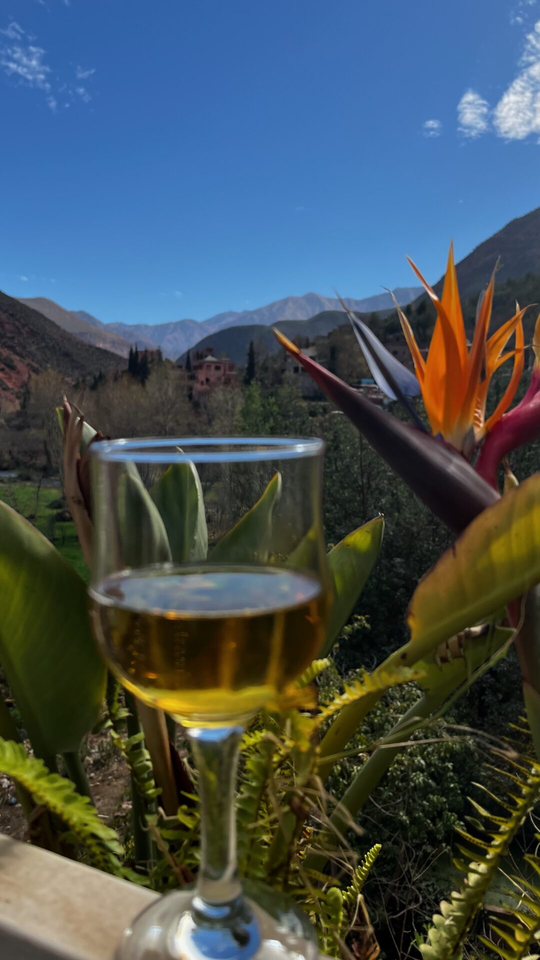 Verre de vin blanc et oiseau de paradis face aux montagnes