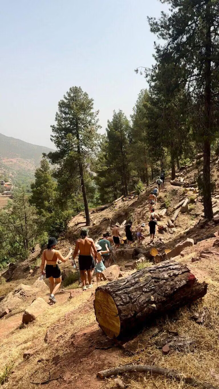 Groupe de randonneurs dans une forêt de pins de l'Atlas