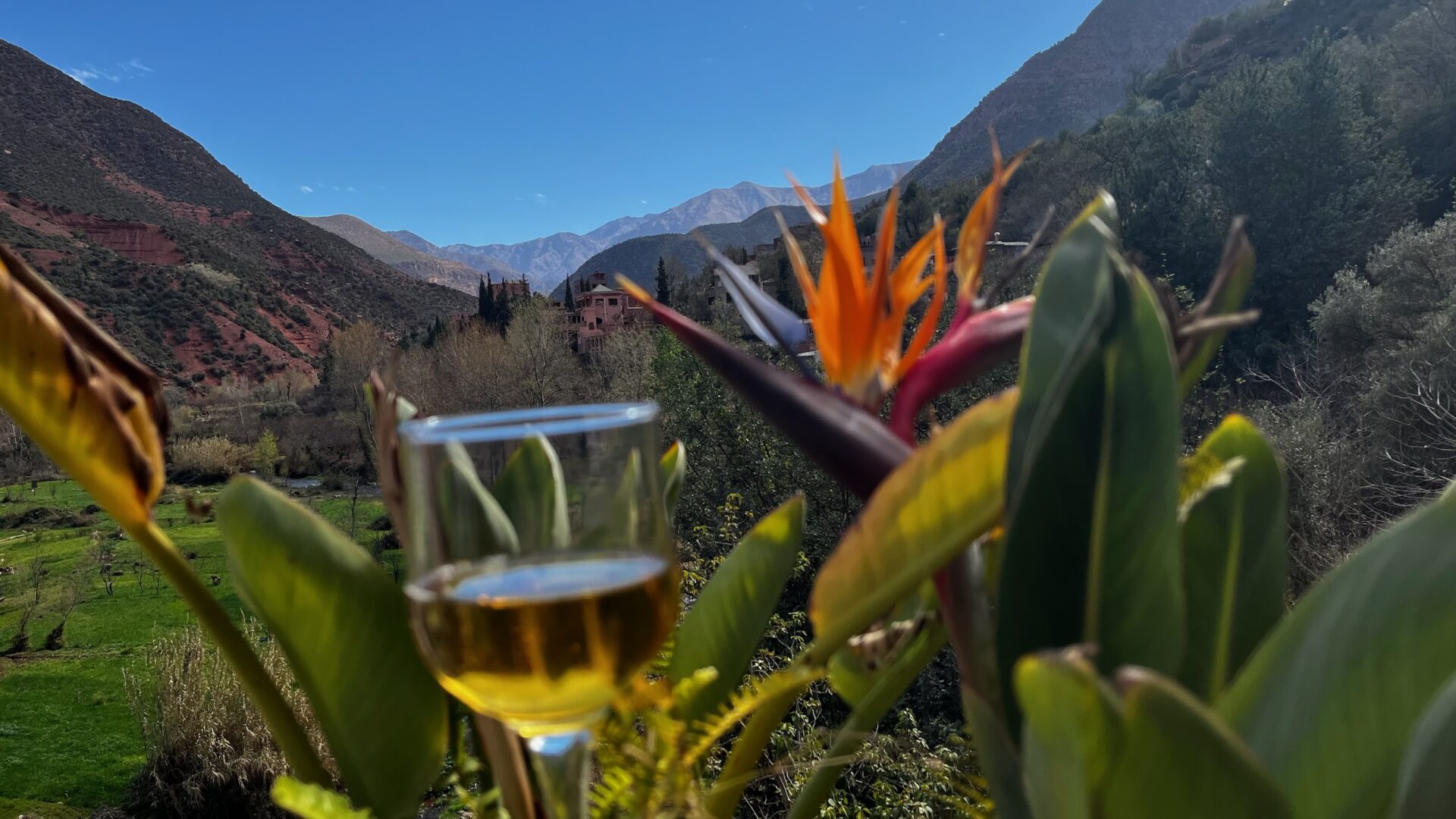 Verre de vin et oiseau de paradis face aux montagnes