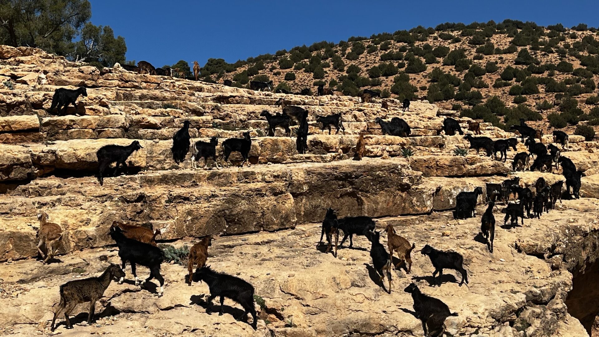 Troupeau de chèvres sur un plateau rocheux