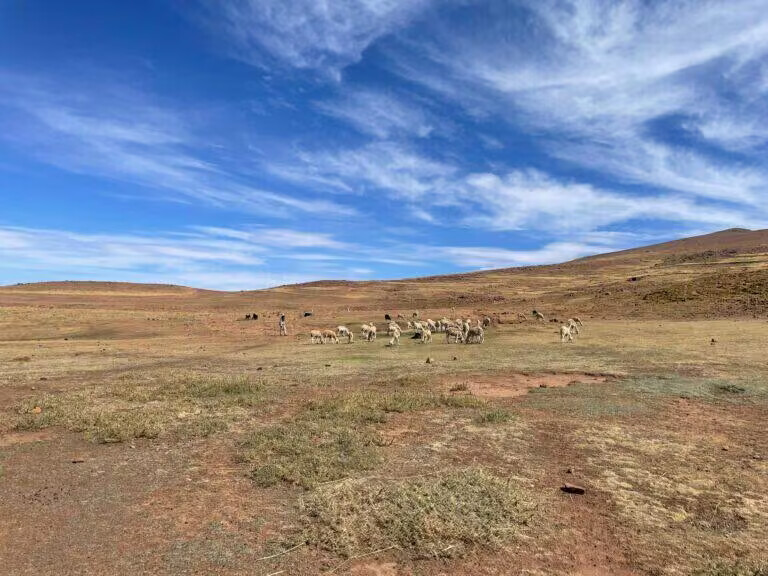 Troupeau sur le plateau du Timenkar