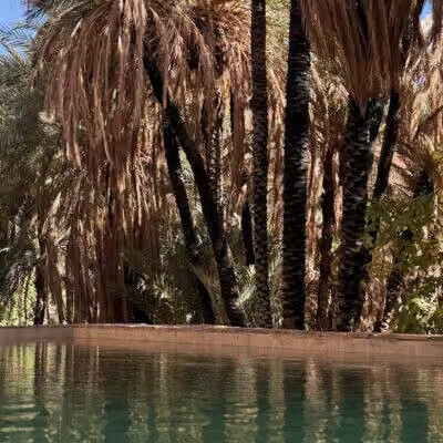 Bassin naturel au cœur d'une palmeraie