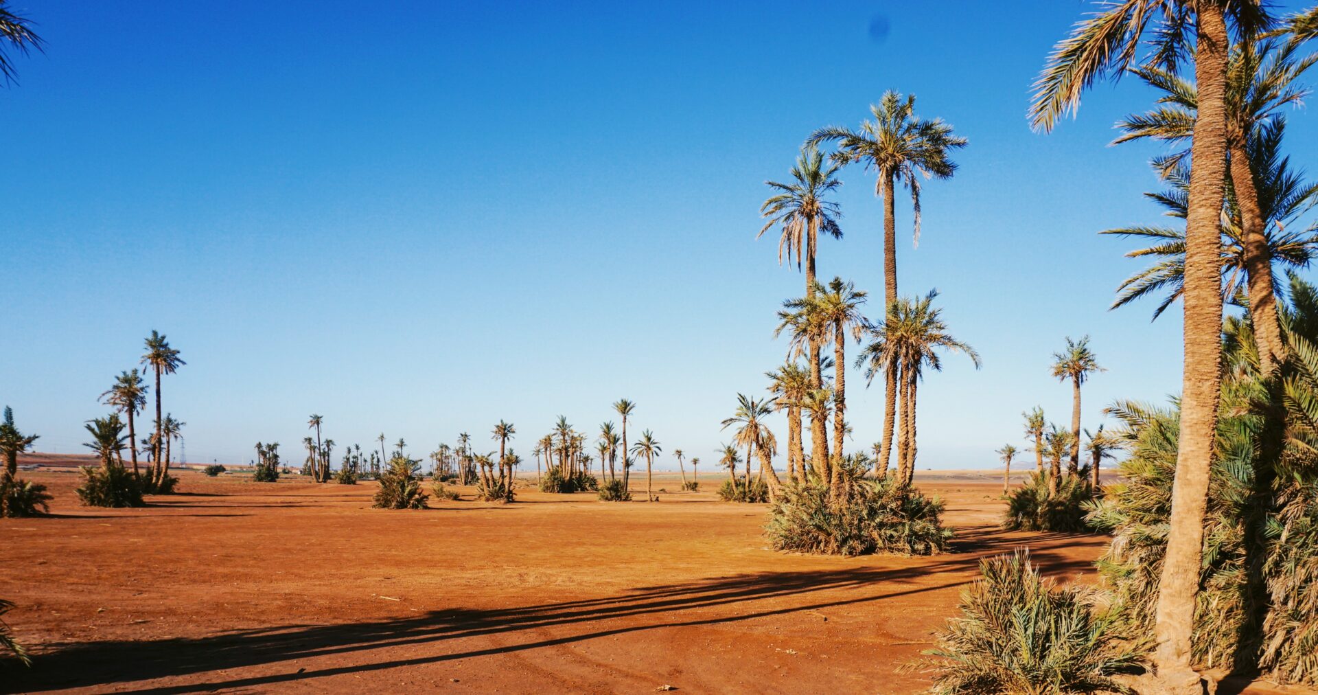 Palmiers dans la palmeraie de Marrakech